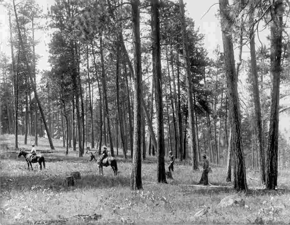 1909. Facing nearly due west from ridge northeast of Como Lake. Light selection cut in open ponderosa pine. Ground cover is comprised of perennial grasses and forbs, including basalmroot. A few low-growing bitterbrush plants can be seen in the vicinity of horses and in distance on left. A group of willows can be seen behind horsemen at left center. (Original captions)