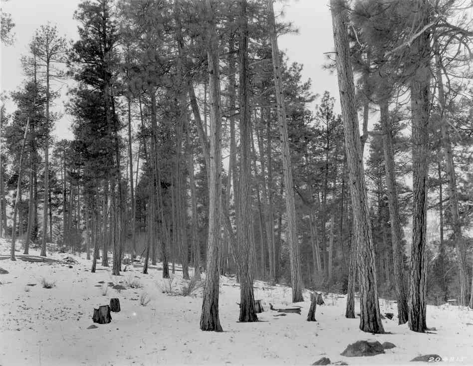 1925. 16 years later. Bitterbrush plants on left and willow in distance, more evident in the winter scene, have increased in size. Young conifers are beginning to fill the understory in the background.
