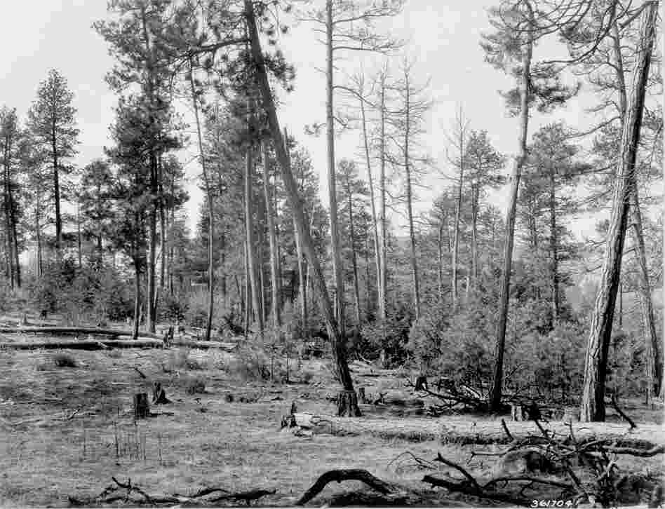 1938. 29 years later. Several pines in foreground have been cut, some have died, and others have fallen. Ponderosa pine and Douglas-fir regeneration is profuse, while the willow in the distance is larger. Bitterbrush has increased, but regeneration appears minimal. Slash and windfall have resulted in an increase in heavy fuels. Mullein can be seen in foreground for the first time.