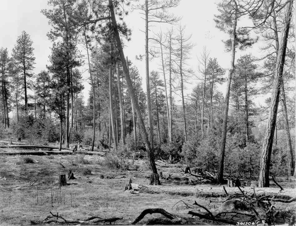 1938. 29 years later. Several pines in foreground have been cut, some have died, and others have fallen. Ponderosa pine and Douglas-fir regeneration is profuse, while the willow in the distance is larger. Bitterbrush has increased, but regeneration appears minimal. Slash and windfall have resulted in an increase in heavy fuels. Mullein can be seen in foreground for the first time.