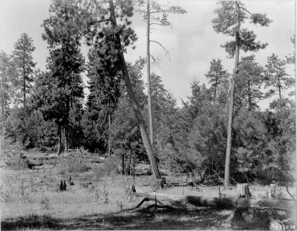 1948. 39 years later. Open view is screened by growth of young conifers. Bitterbrush plants have continued to grow, but are beginning to receive competition from conifers for space. Willow in distance has been overtopped by conifers. Dead trees have toppled, adding to fuel load. Slash in foreground has decomposed somewhat, while basalmroot is not evident and mullein has increased.