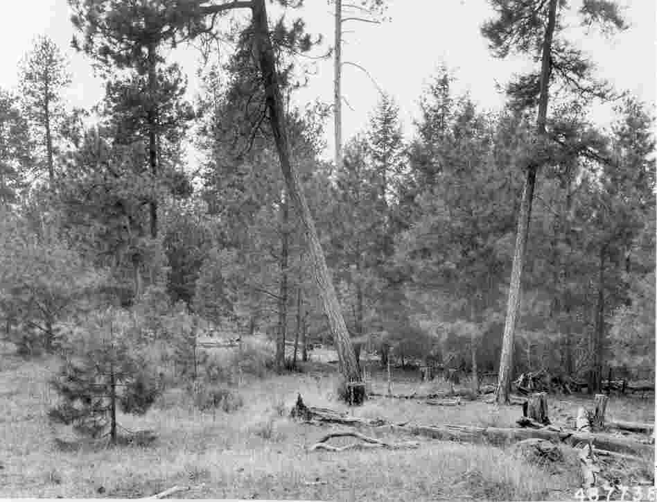 1958. 49 years later. Growth of young ponderosa pine and Douglas-fir dominate skyline, thereby obscuring view of the few remaining mature ponderosa pine in the distance. Competition by young pines in foreground has apparently caused several of the bitterbrush plants to deteriorate. Heavy ground fuels show considerable decomposition.