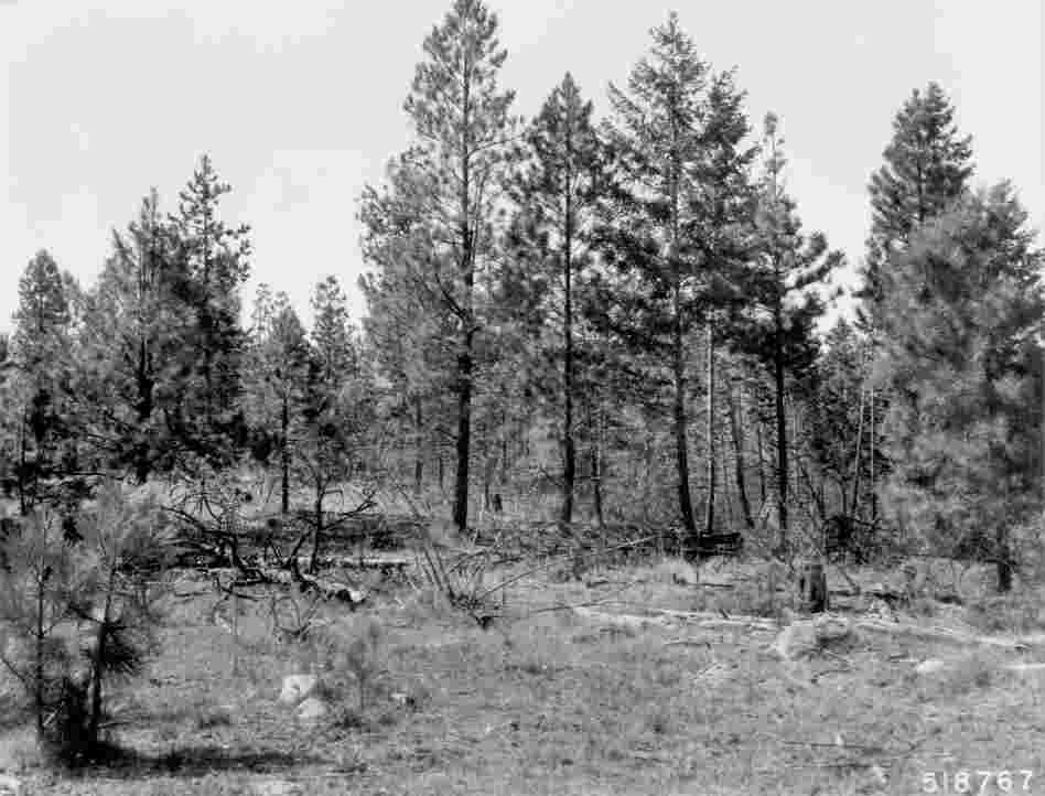 1968. 59 years later. Precommercial thinning and pruning in 1968 removed mature pines and opened up young pine stand. This benefitted some bitterbrush plants, but those in left foreground under and near leave trees show further deterioration. Slash has added to heavy fuels, while down material is more decomposed.