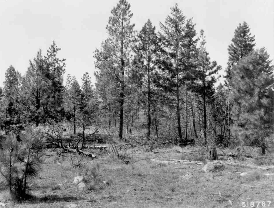 1968. 59 years later. Precommercial thinning and pruning in 1968 removed mature pines and opened up young pine stand. This benefitted some bitterbrush plants, but those in left foreground under and near leave trees show further deterioration. Slash has added to heavy fuels, while down material is more decomposed.