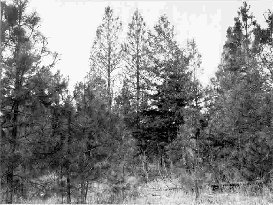 1979. 70 years later. Understory is dominated by increased pine growth that is shading out bitterbrush. Past disturbance has allowed knapweed to predominate in foreground.