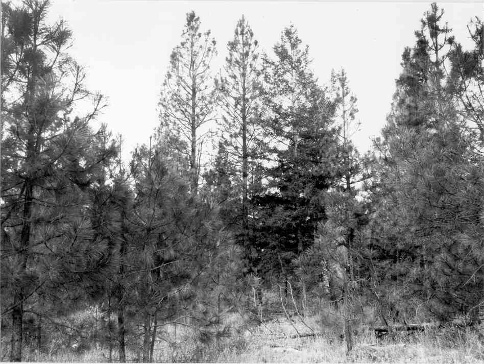1979. 70 years later. Understory is dominated by increased pine growth that is shading out bitterbrush. Past disturbance has allowed knapweed to predominate in foreground.