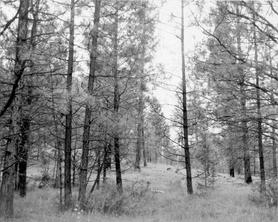 1997. 88 years later. Thinning in 1992 has created large openings throughout the stand. Only mid- and back-ground received burn treatment in 1993, resulting in loss of small trees. Bitterbrush in unburned foreground looks more vigorous than others in burn area. Ground cover is dominated by spotted knapweed, elk sedge and bluebunch wheatgrass. 
