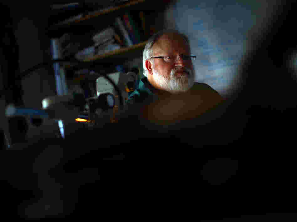 University of Arizona professor Tom Swetnam examines tree samples at the Laboratory of Tree-Ring Research in Tucson, Ariz. Swetnam says forests are burning hotter because they are overgrown.