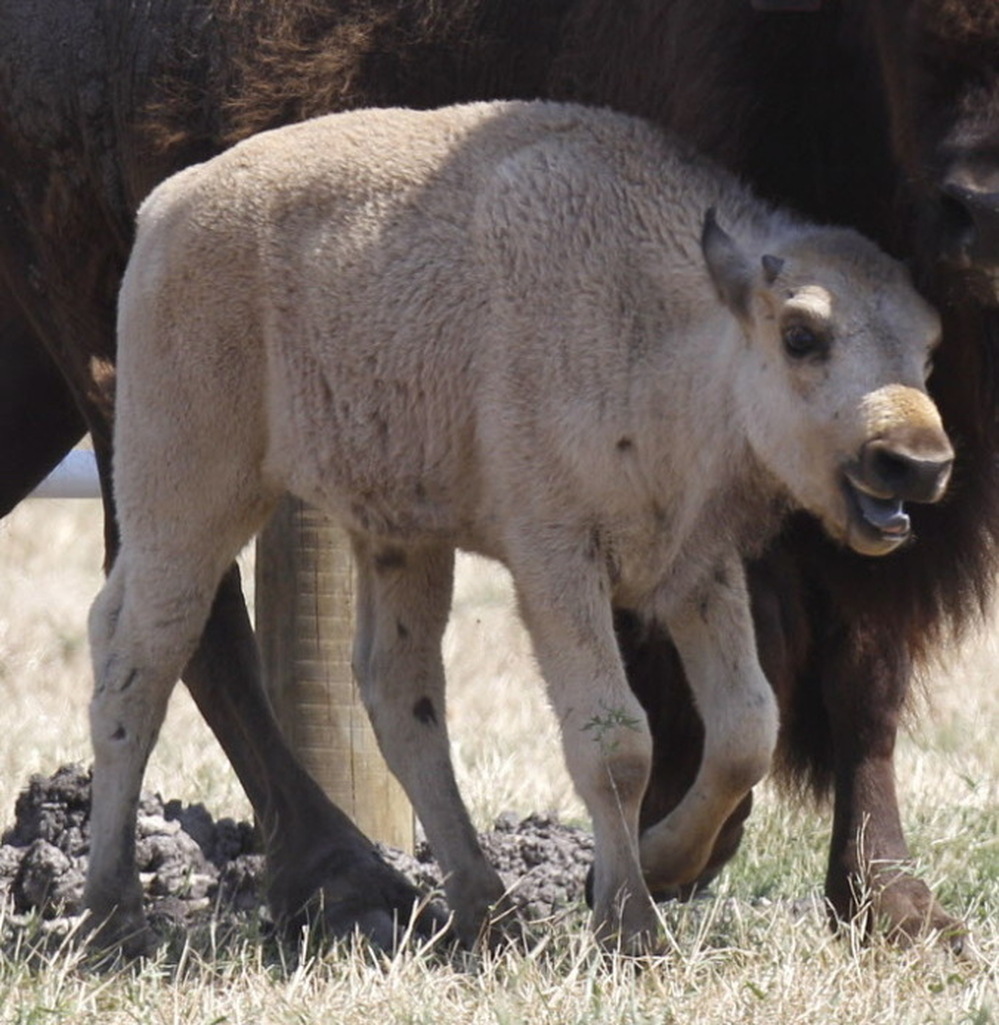 Lightning Medicine Cloud, a sacred white buffalo, last June.