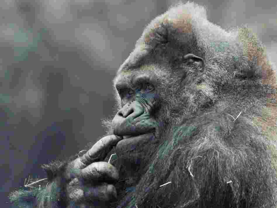 Ivan chews on his finger at Zoo Atlanta in 1996.