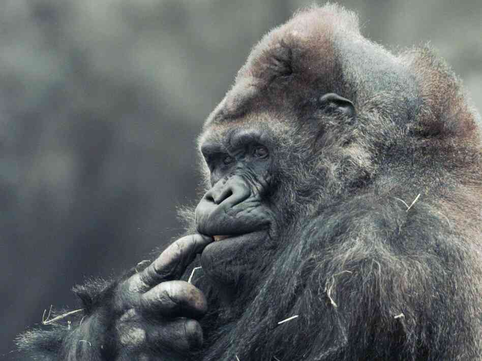 Ivan chews on his finger at Zoo Atlanta in 1996.