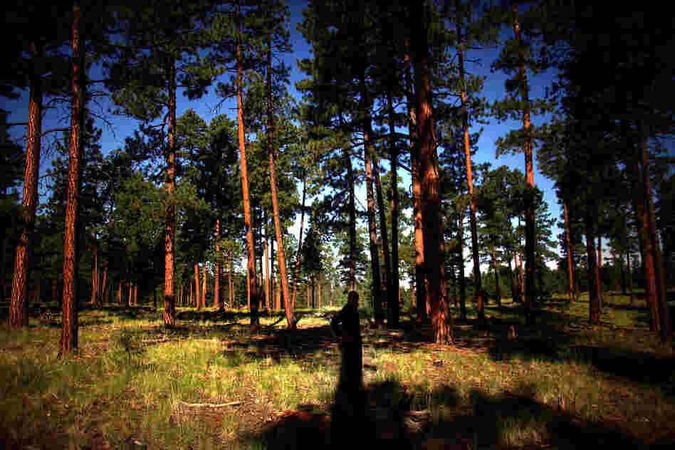 The Forest Service is thinning and treating the forest around the Sierra de los Pinos neighborhood in the Jemez Mountains, west of Los Alamos, N.M. The goal is to reduce the threat posed by future megafires.