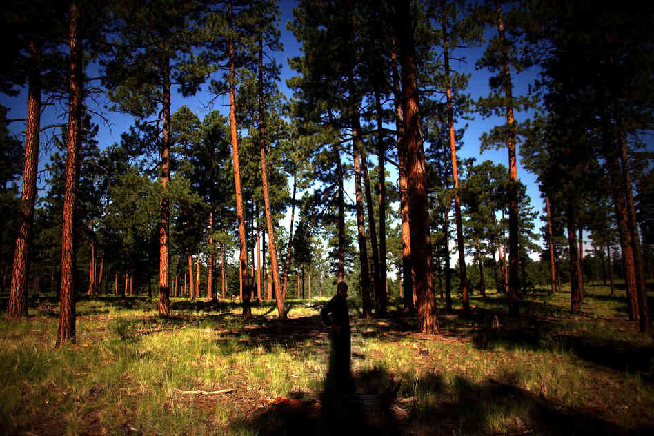 The Forest Service is thinning and treating the forest around the Sierra de los Pinos neighborhood in the Jemez Mountains, west of Los Alamos, N.M. The goal is to reduce the threat posed by future megafires.