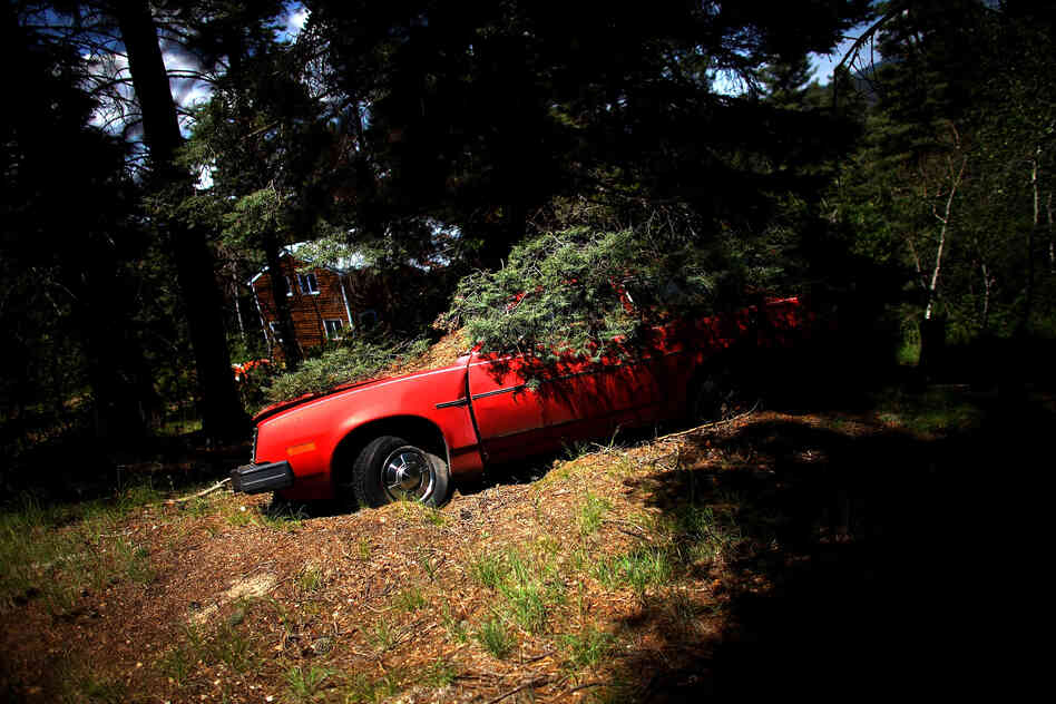 The Forest Service is also trying to get people who live in the Jemez Mountains area to thin and maintain the forests around their homes.