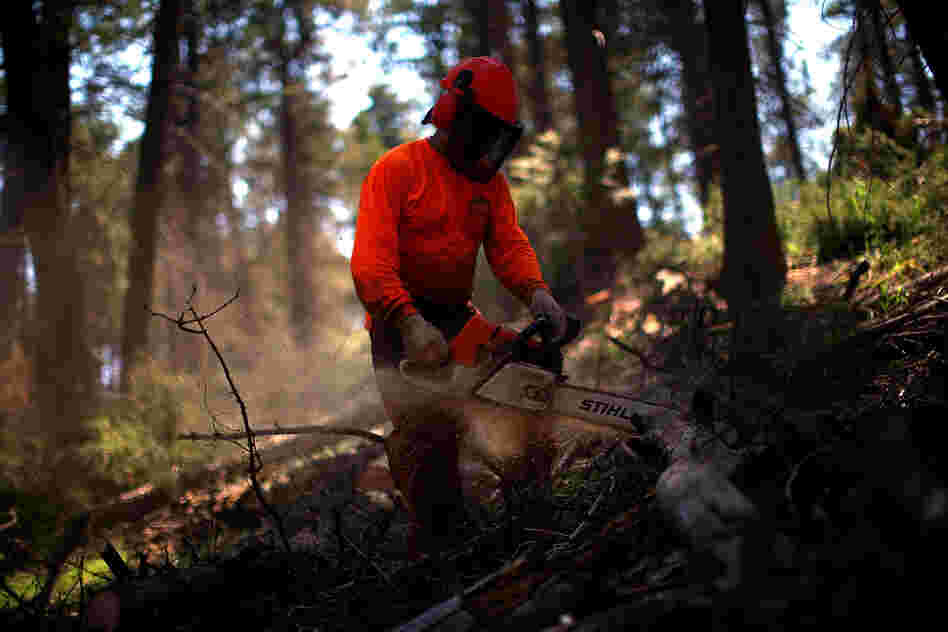 Contract foresters work on a thinning operation in Los Griegos Peak, on U.S. Forest Service land in the Jemez Mountains.