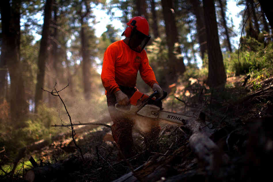 Contract foresters work on a thinning operation in Los Griegos Peak, on U.S. Forest Service land in the Jemez Mountains.