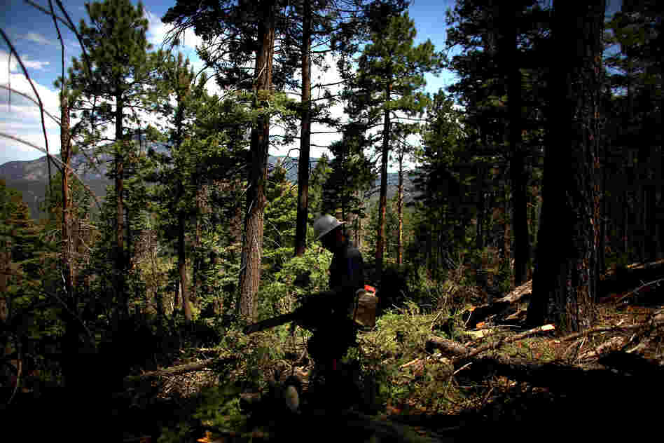A forest-thinning operation in Los Griegos Peak.