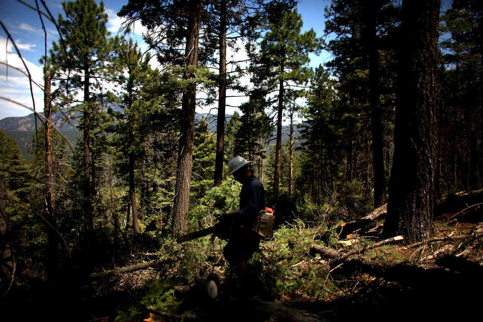 A forest-thinning operation in Los Griegos Peak.