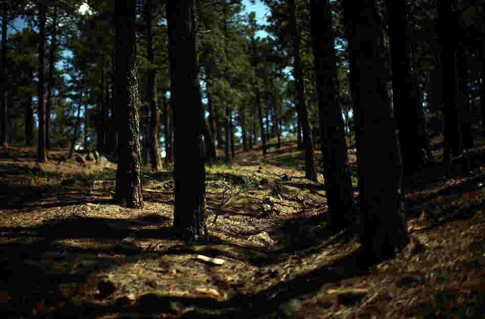 A thinned and treated forest in the Sangre de Cristo mountains, near the Santa Fe watershed. To effectively protect against wildfire threats, the Forest Service needs to burn tree litter and other detritus that remain on the forest floor.