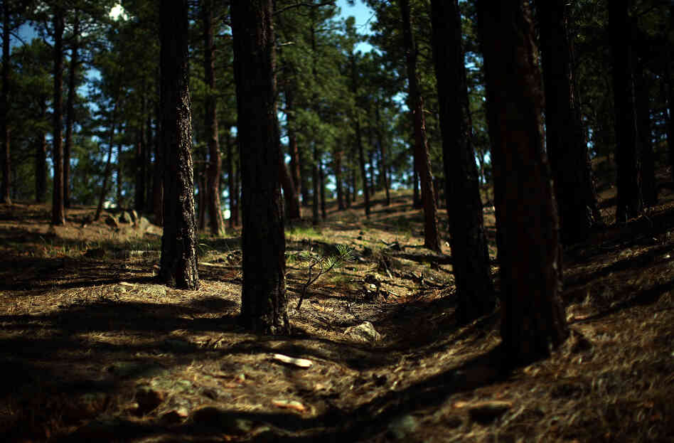 A thinned and treated forest in the Sangre de Cristo mountains, near the Santa Fe watershed. To effectively protect against wildfire threats, the Forest Service needs to burn tree litter and other detritus that remain on the forest floor.