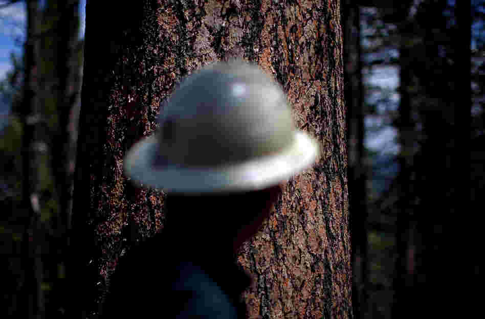 Armstrong stands in front of a Ponderosa pine, locally known as a yellow belly pine.