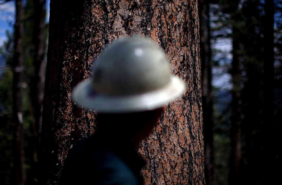 Armstrong stands in front of a Ponderosa pine, locally known as a yellow belly pine.