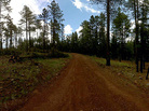 Managed forest in Arizona. Managed forest in Arizona.
