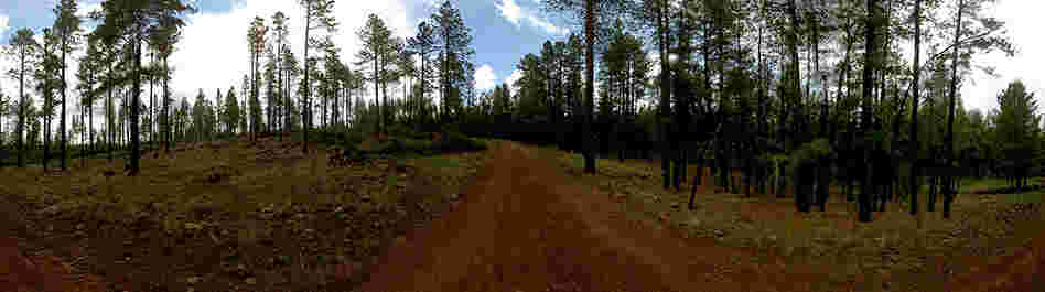Managed forest in Arizona.
