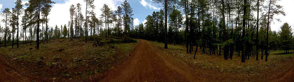 Managed forest in Arizona.