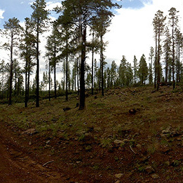 Managed forest in Arizona.