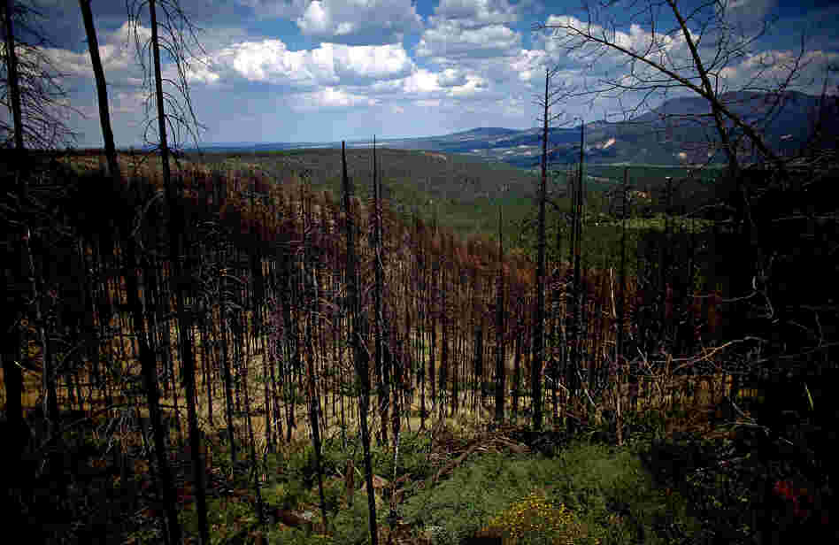 Last year's Wallow Fire, the largest in Arizona history, barreled through the Apache-Sitgreaves National Forests, in the east-central part of the state. The forests are now being thinned to reduce the threat posed by future wildfires.