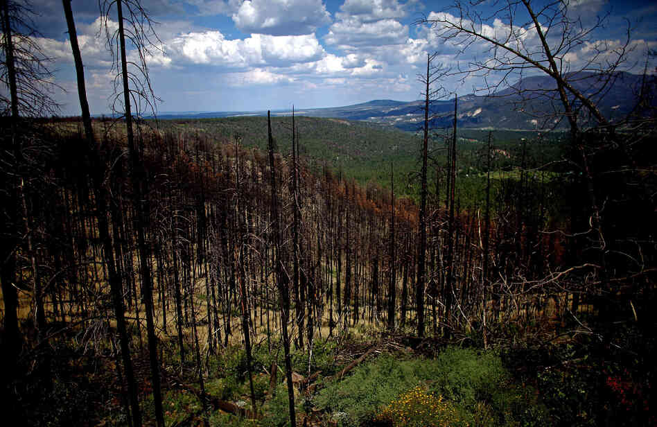 Last year's Wallow Fire, the largest in Arizona history, barreled through the Apache-Sitgreaves National Forests, in the east-central part of the state. The forests are now being thinned to reduce the threat posed by future wildfires.