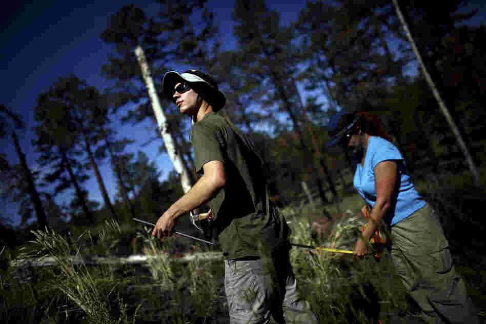 Timmons and Springer work in the Apache-Sitgreaves National Forests, which were burned during last year's Wallow Fire. The largest fire in Arizona history, Wallow barreled through a half-million acres of forest.