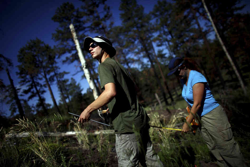 Timmons and Springer work in the Apache-Sitgreaves National Forests, which were burned during last year's Wallow Fire. The largest fire in Arizona history, Wallow barreled through a half-million acres of forest.