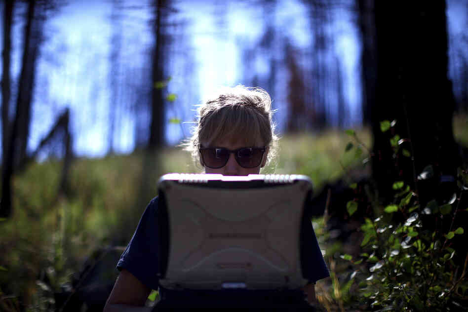 Kralicek logs data on plants and wildflowers that have grown back in the Apache-Sitgreaves National Forests since the Wallow Fire.