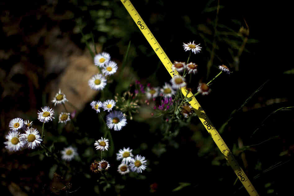 Ecologists use tape measures to track regrowth following last year's Wallow Fire.