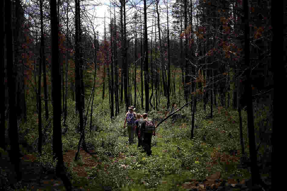 A team of students from Northern Arizona University walks through a clearing on the way to a remote location they are studying in the Apache-Sitgreaves National Forests.