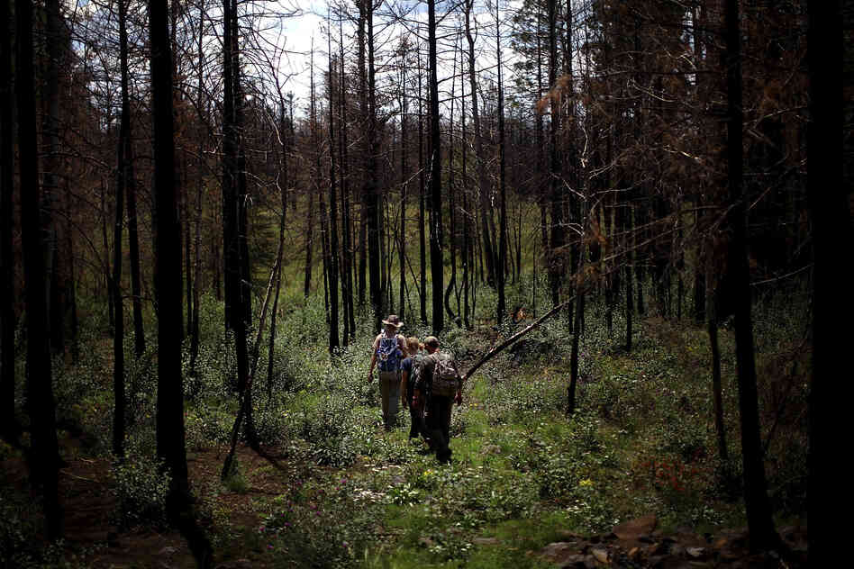 A team of students from Northern Arizona University walks through a clearing on the way to a remote location they are studying in the Apache-Sitgreaves National Forests.
