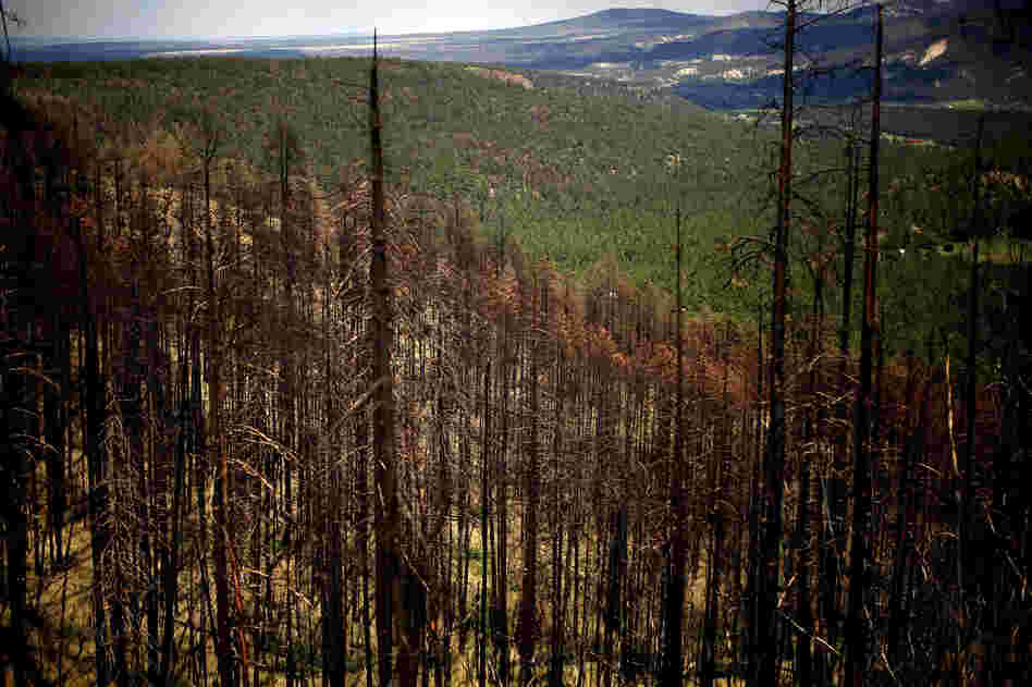 Northern Arizona University researchers are trying to study the effects of fire on treated and untreated forest areas in Apache-Sitgreaves.
