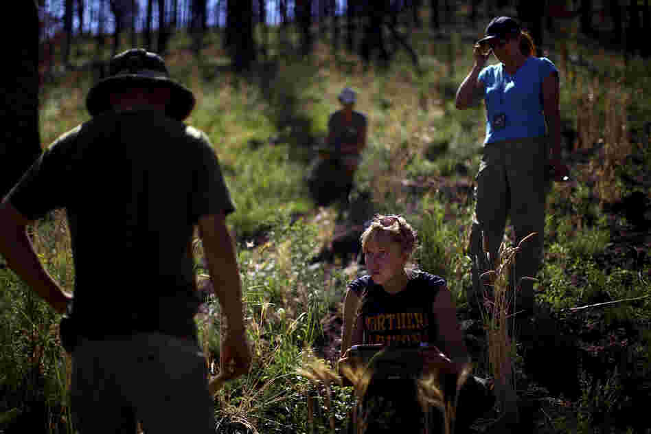 Northern Arizona University students Zac Timmons (left) and Karen Kralicek (center) work with plant ecologist Judy Springer in the Apache-Sitgreaves National Forests in east-central Arizona. They are studying the effects of forest restoration treatments following the Wallow Fire of 2011.