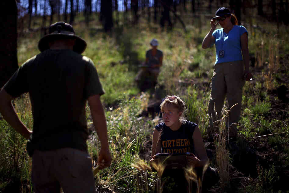 Northern Arizona University students Zac Timmons (left) and Karen Kralicek (center) work with plant ecologist Judy Springer in the Apache-Sitgreaves National Forests in east-central Arizona. They are studying the effects of forest restoration treatments following the Wallow Fire of 2011.