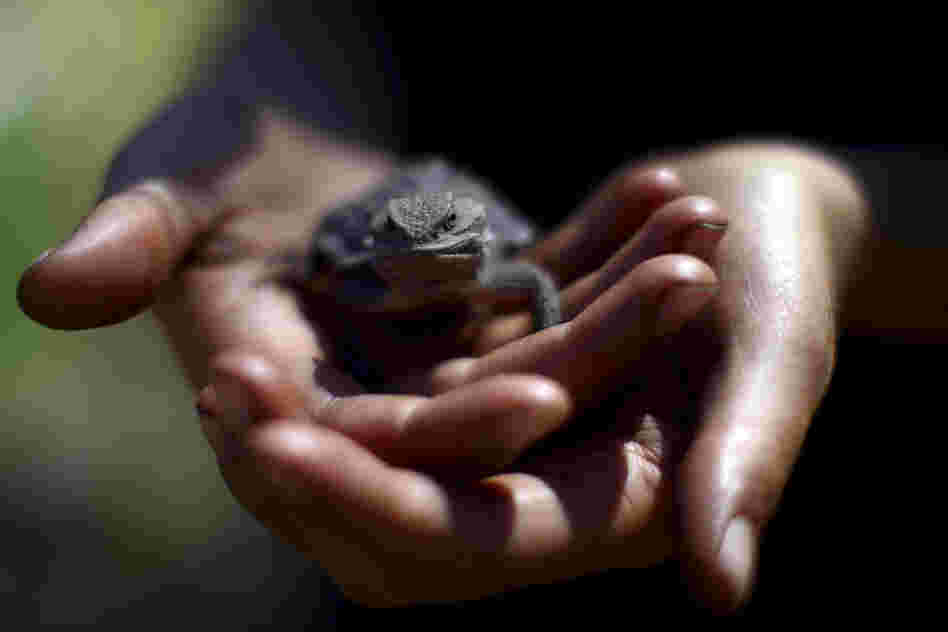 A researcher holds a horned lizard found in a study site, a positive sign of life returning after the Wallow Fire