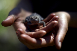 A researcher holds a horned lizard found in a study site, a positive sign of life returning after the Wallow Fire