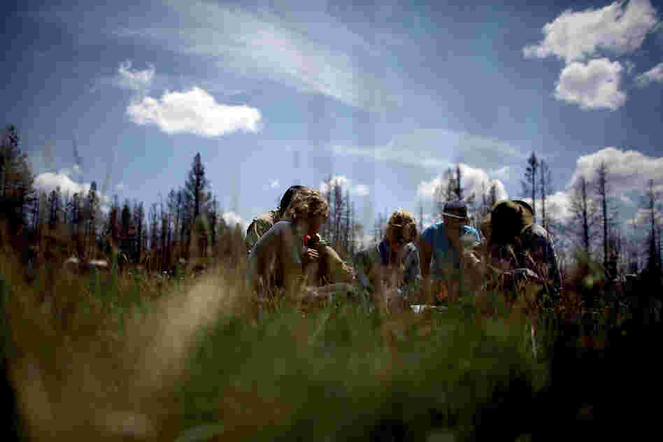A year after the Wallow Fire, students chart every square inch of an open meadow in an area where the fire raged.