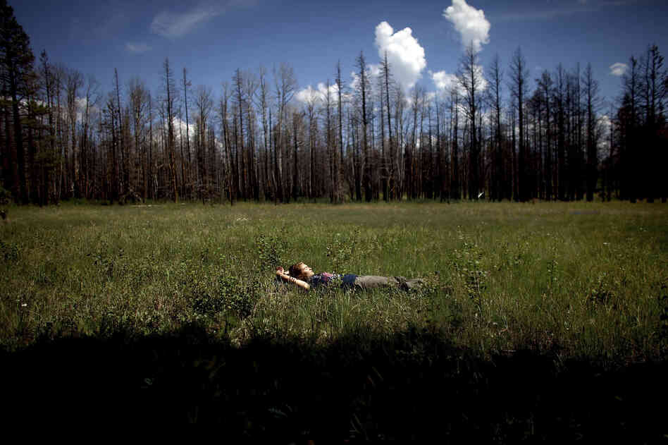 Madison Daniels, a student at Northern Arizona University, takes a short break from gathering data in a meadow in Apache-Sitgreaves. Both students and faculty live in the forest for weeks while they conduct their ecological research.