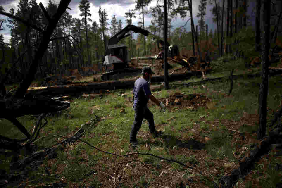A worker walks by a feller buncher, a heavy machine used to clear timber, in a section of Apache-Sitgreaves National Forests. Covington's group is trimming the forest to make it more fire-resistant.