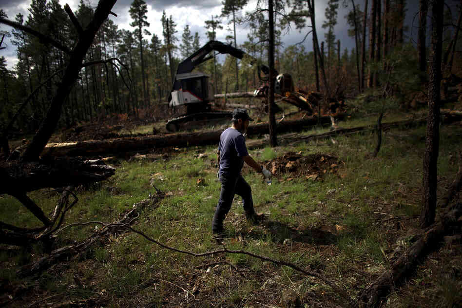 A worker walks by a feller buncher, a heavy machine used to clear timber, in a section of Apache-Sitgreaves National Forests. Covington's group is trimming the forest to make it more fire-resistant.