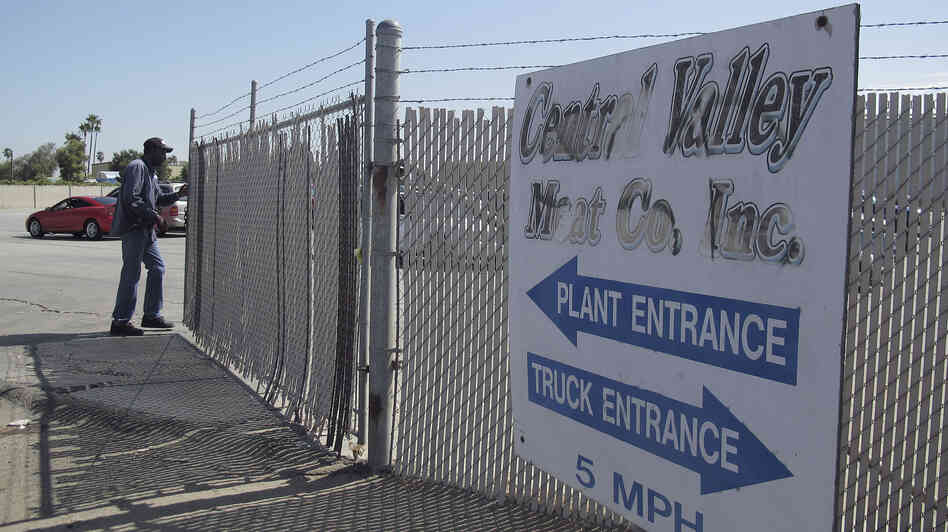 California slaughterhouse allowed to reopen after cow cruelty video Latest News Link