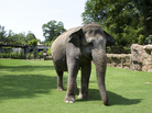 Shanthi explores her yard at the Smithsonian National Zoo in Washington, D.C., in 2010. The 36-year-old Asian elephant loves blowing into a harmonica. Shanthi explores her yard at the Smithsonian National Zoo in Washington, D.C., in 2010. The 36-year-old Asian elephant loves blowing into a harmonica.