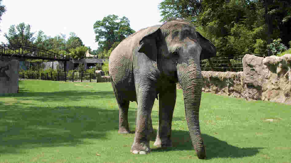 Shanthi explores her yard at the Smithsonian National Zoo in Washington, D.C., in 2010. The 36-year-old Asian elephant loves blowing into a harmonica. Shanthi explores her yard at the Smithsonian National Zoo in Washington, D.C., in 2010. The 36-year-old Asian elephant loves blowing into a harmonica.